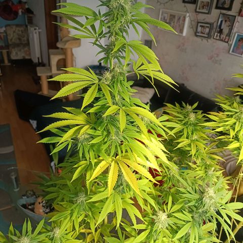 Amnesia Haze growlog timeline photo