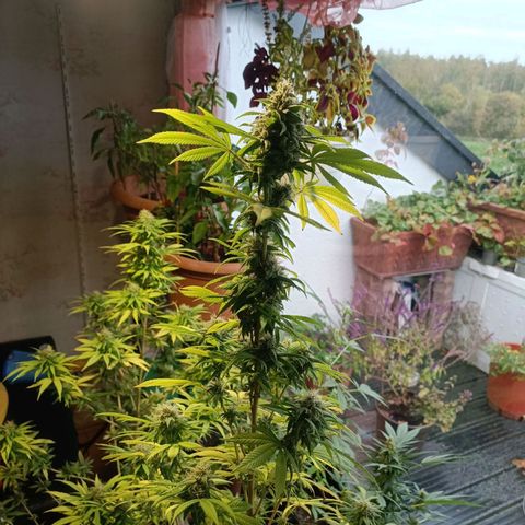 Amnesia Haze growlog timeline photo