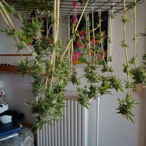 Amnesia Haze growlog timeline photo
