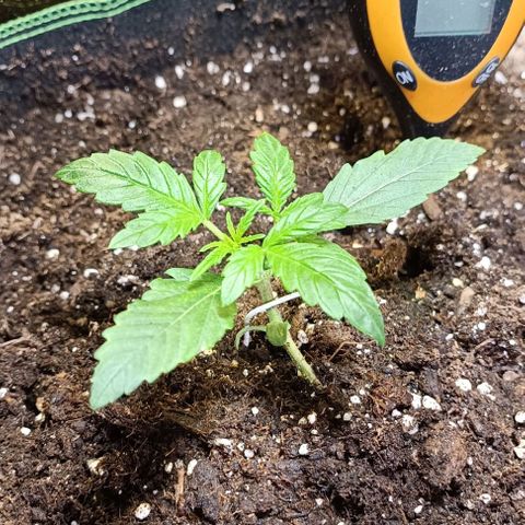 Wedding Cake Automatic growlog timeline photo