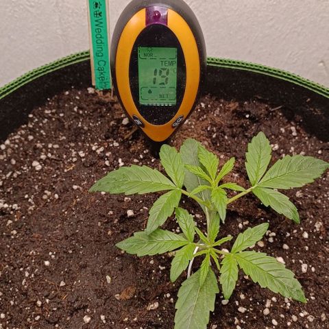 Wedding Cake Automatic growlog timeline photo
