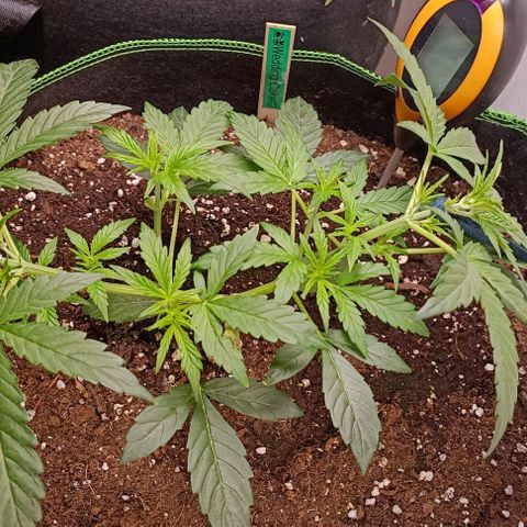 Wedding Cake Automatic growlog timeline photo