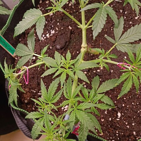 Wedding Cake Automatic growlog timeline photo