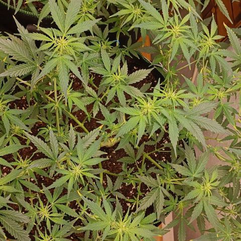 Wedding Cake Automatic growlog timeline photo