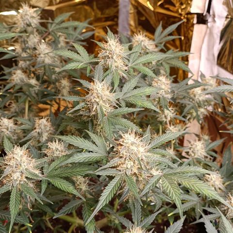 Wedding Cake Automatic growlog timeline photo