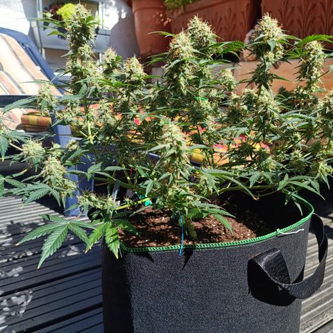 Wedding Cake Automatic growlog timeline photo
