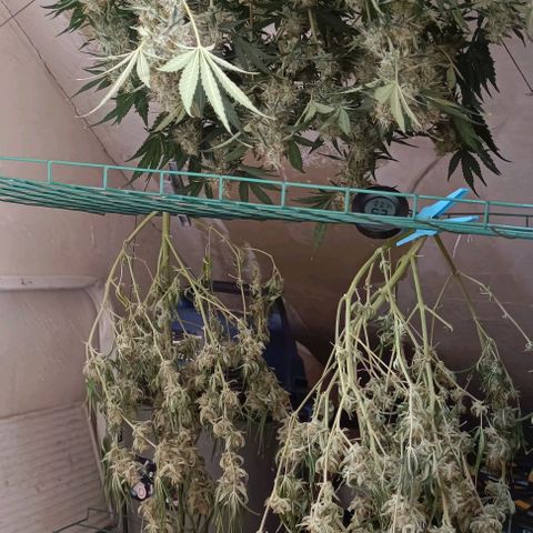Wedding Cake Automatic growlog timeline photo