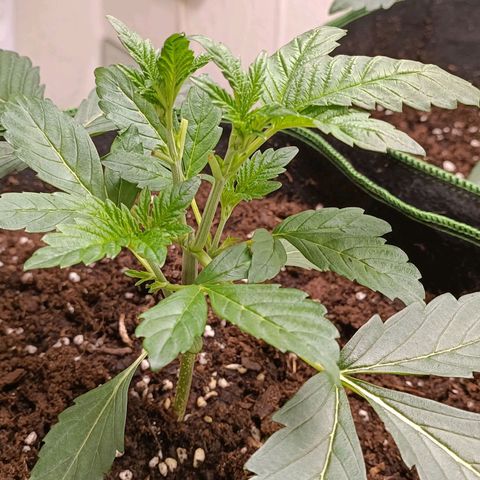Royal Skywalker growlog timeline photo