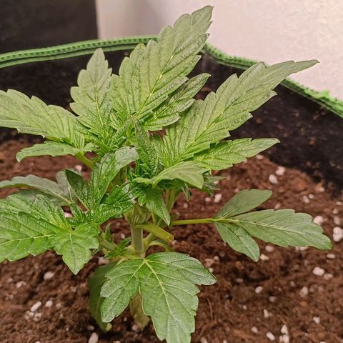 Wedding Crasher growlog timeline photo