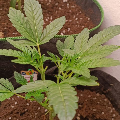 Gushers growlog timeline photo
