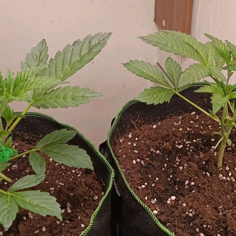 Royal Skywalker growlog timeline photo