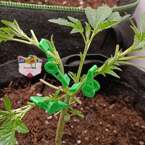 Gushers growlog timeline photo