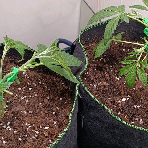 Royal Skywalker growlog timeline photo