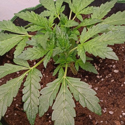 Wedding Crasher growlog timeline photo