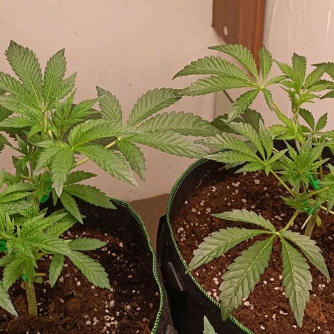 Royal Skywalker growlog timeline photo