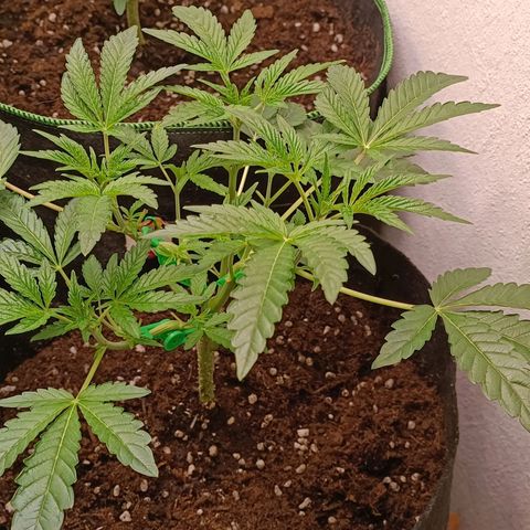 Gushers growlog timeline photo