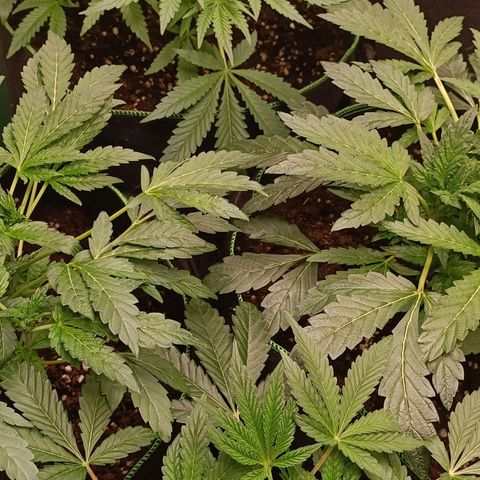 Wedding Crasher growlog timeline photo