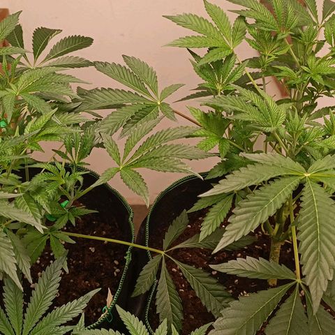 Royal Skywalker growlog timeline photo