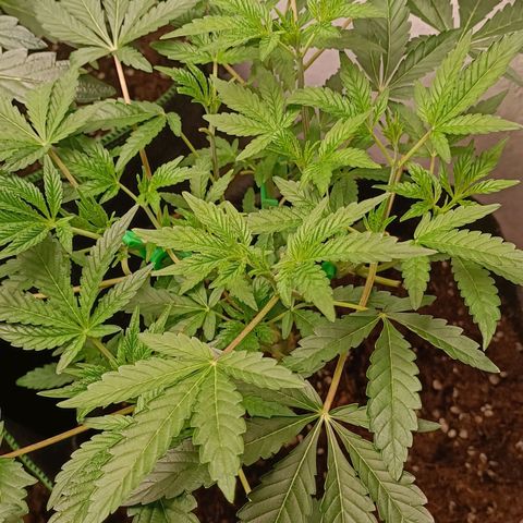 Gushers growlog timeline photo