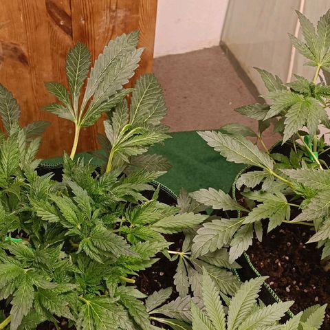 Wedding Crasher growlog timeline photo