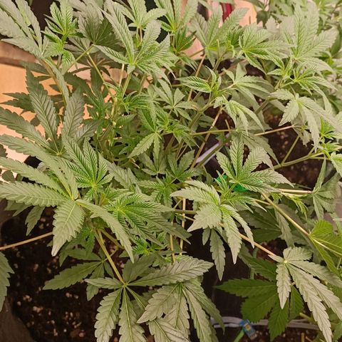 Gushers growlog timeline photo