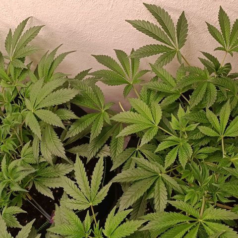 Royal Skywalker growlog timeline photo