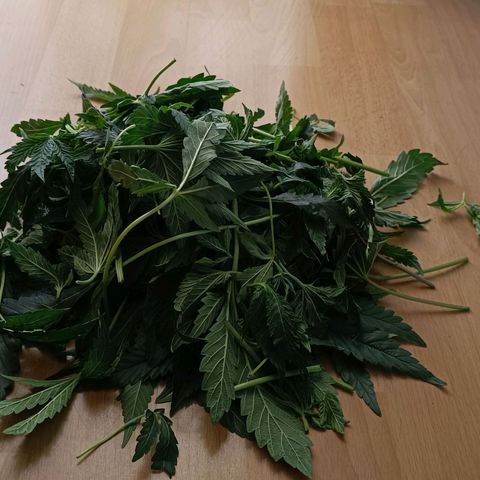 Gushers growlog photo: Entlaubung