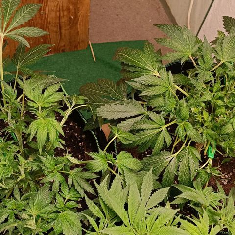 Wedding Crasher growlog timeline photo
