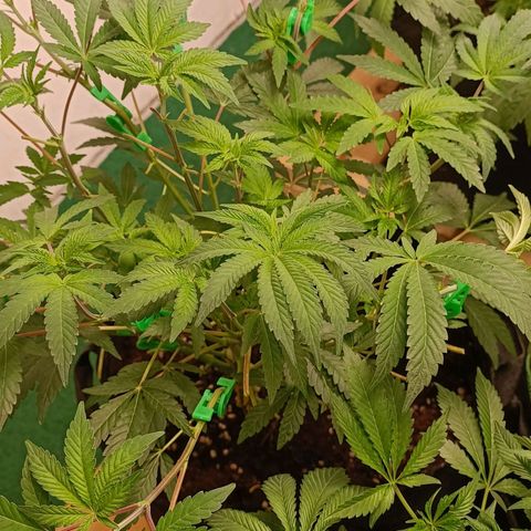 Gushers growlog timeline photo