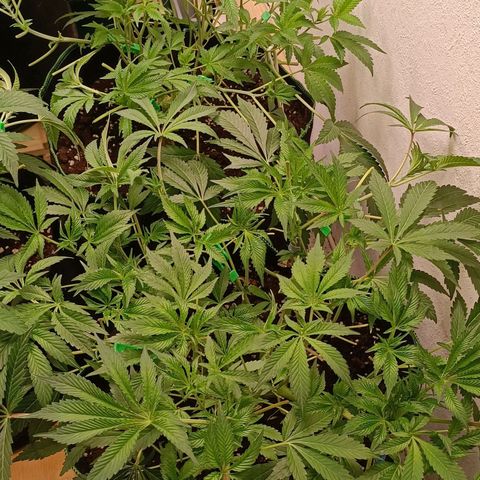 Royal Skywalker growlog timeline photo