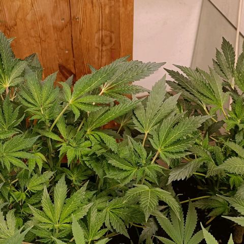 Wedding Crasher growlog timeline photo