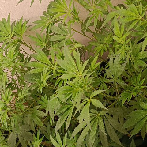 Royal Skywalker growlog timeline photo