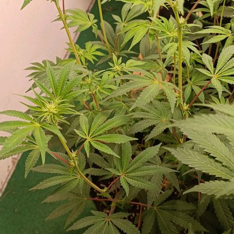 Gushers growlog timeline photo