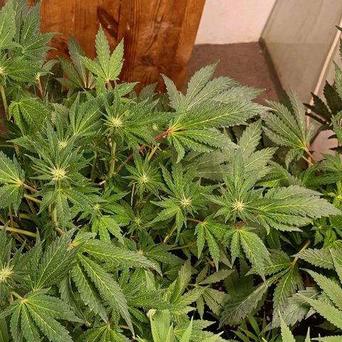 Wedding Crasher growlog timeline photo