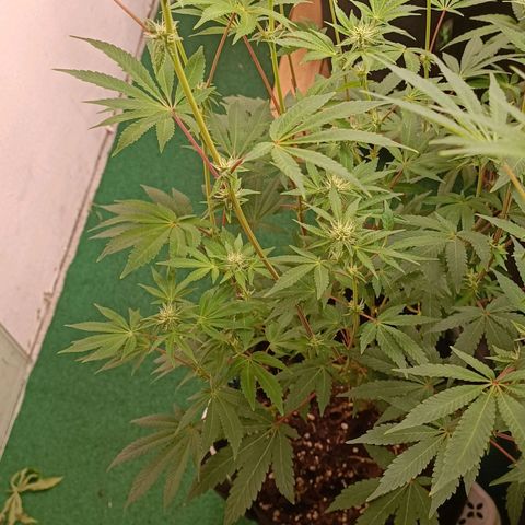 Gushers growlog timeline photo