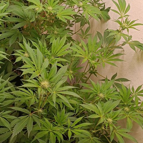 Royal Skywalker growlog timeline photo