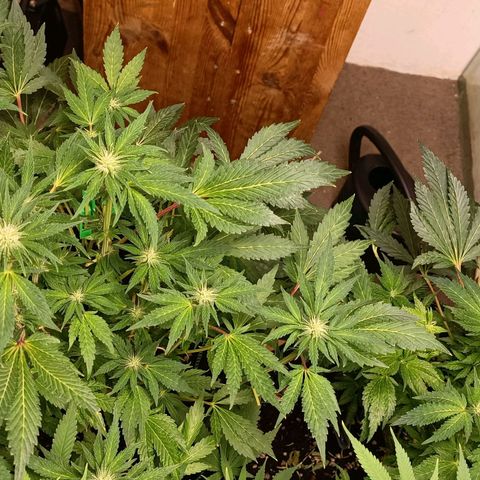 Wedding Crasher growlog timeline photo
