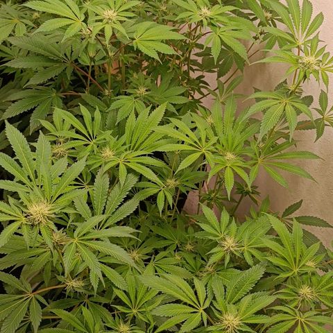 Royal Skywalker growlog timeline photo