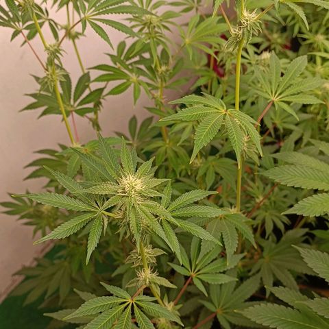 Gushers growlog timeline photo