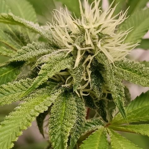 Royal Skywalker growlog timeline photo