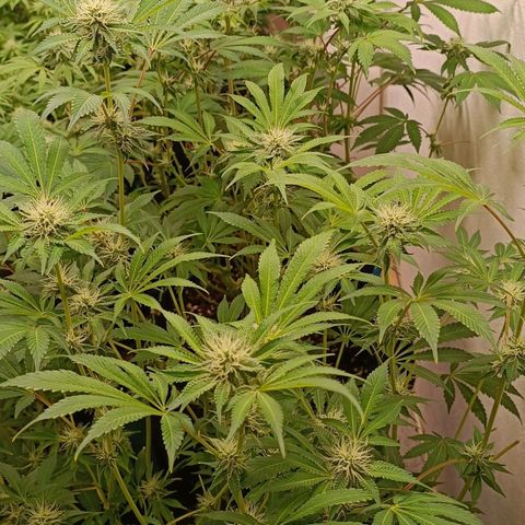 Royal Skywalker growlog timeline photo