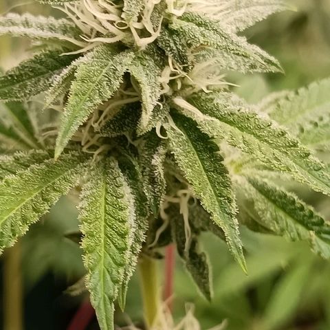 Gushers growlog timeline photo