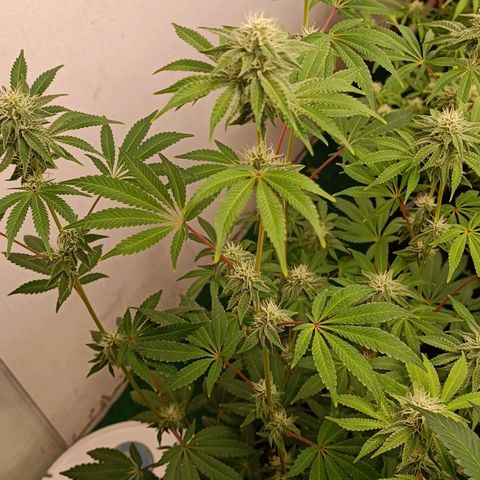 Gushers growlog timeline photo