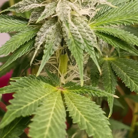 Wedding Crasher growlog timeline photo