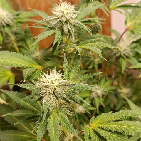Wedding Crasher growlog timeline photo