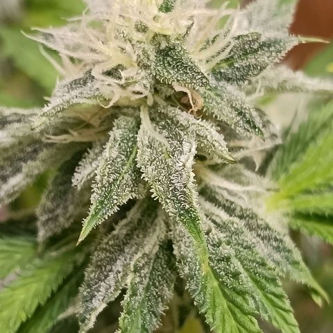 Wedding Crasher growlog timeline photo