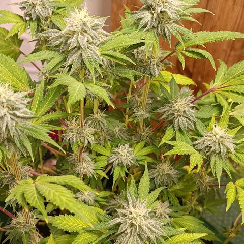 Wedding Crasher growlog timeline photo