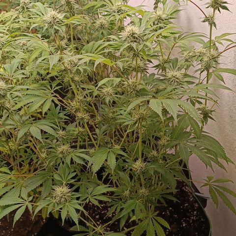 Royal Skywalker growlog timeline photo