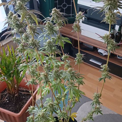 Gushers growlog timeline photo