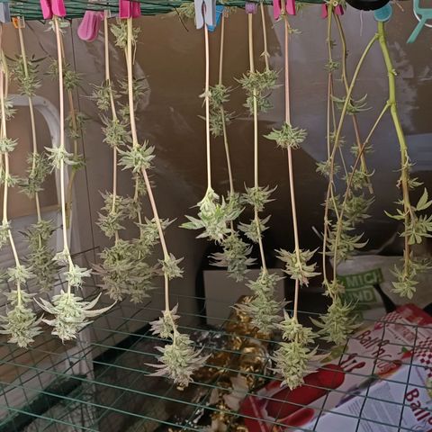 Gushers growlog timeline photo